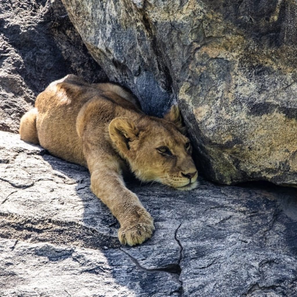 14 Days   Fly in Fly out North Parks Safari + Zanzibar