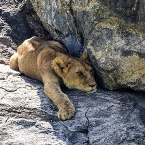14 Zile – Fly in Fly out Safari în parcurile din Nord + Zanzibar