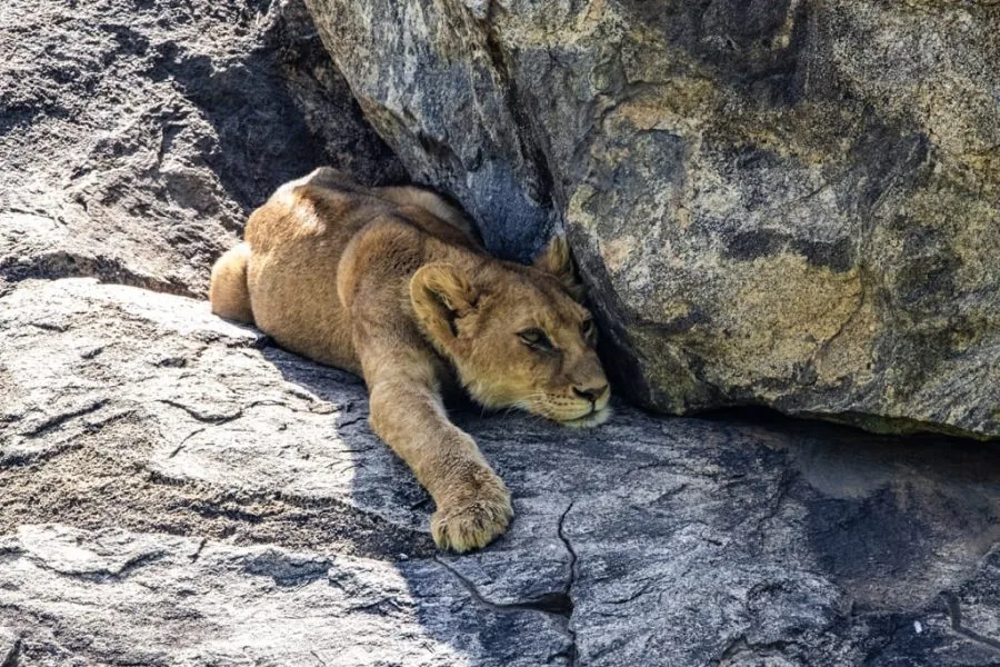 14 Days   Fly in Fly out North Parks Safari + Zanzibar