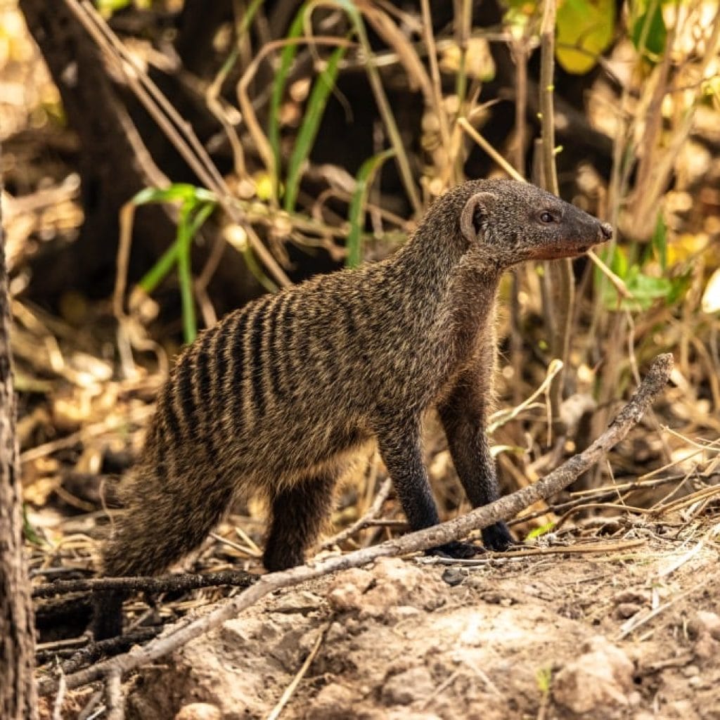 14 Days   Fly in Fly out North Parks Safari + Zanzibar