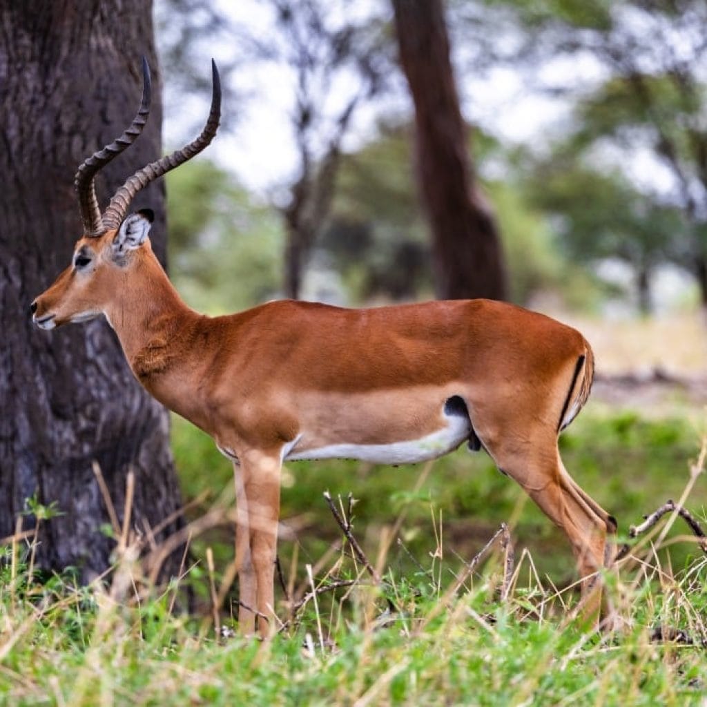 14 Days   Fly in Fly out North Parks Safari + Zanzibar