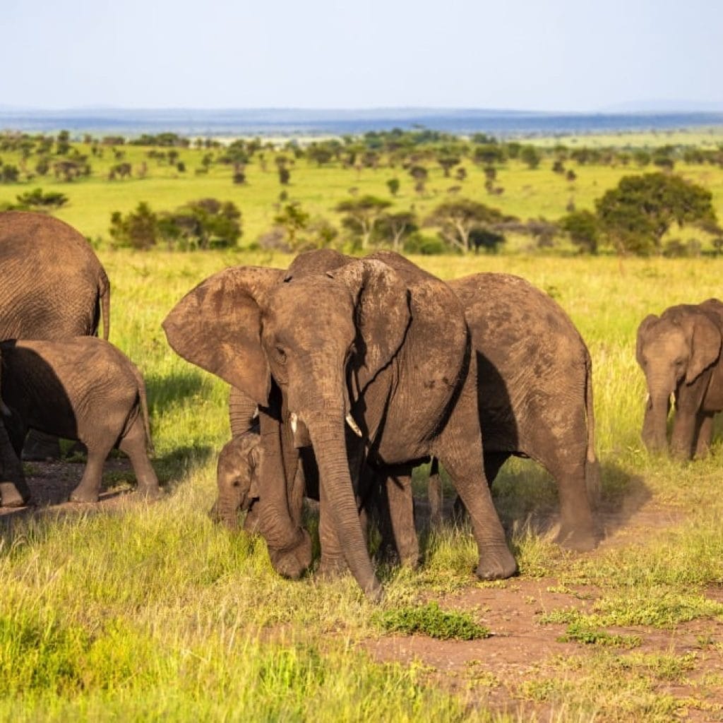 9 Days   Drive in Fly out Hyena Safari + Zanzibar