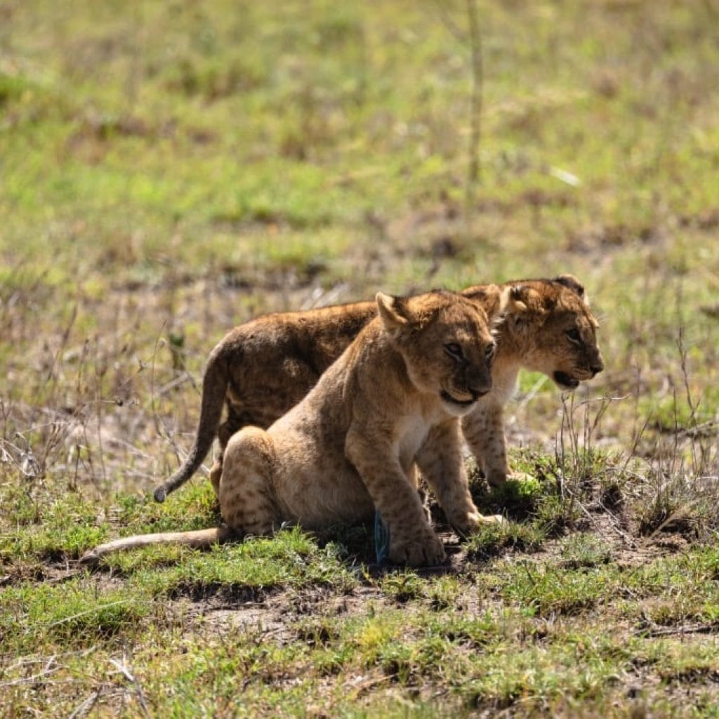 9 Days   Drive in Fly out Hyena Safari + Zanzibar