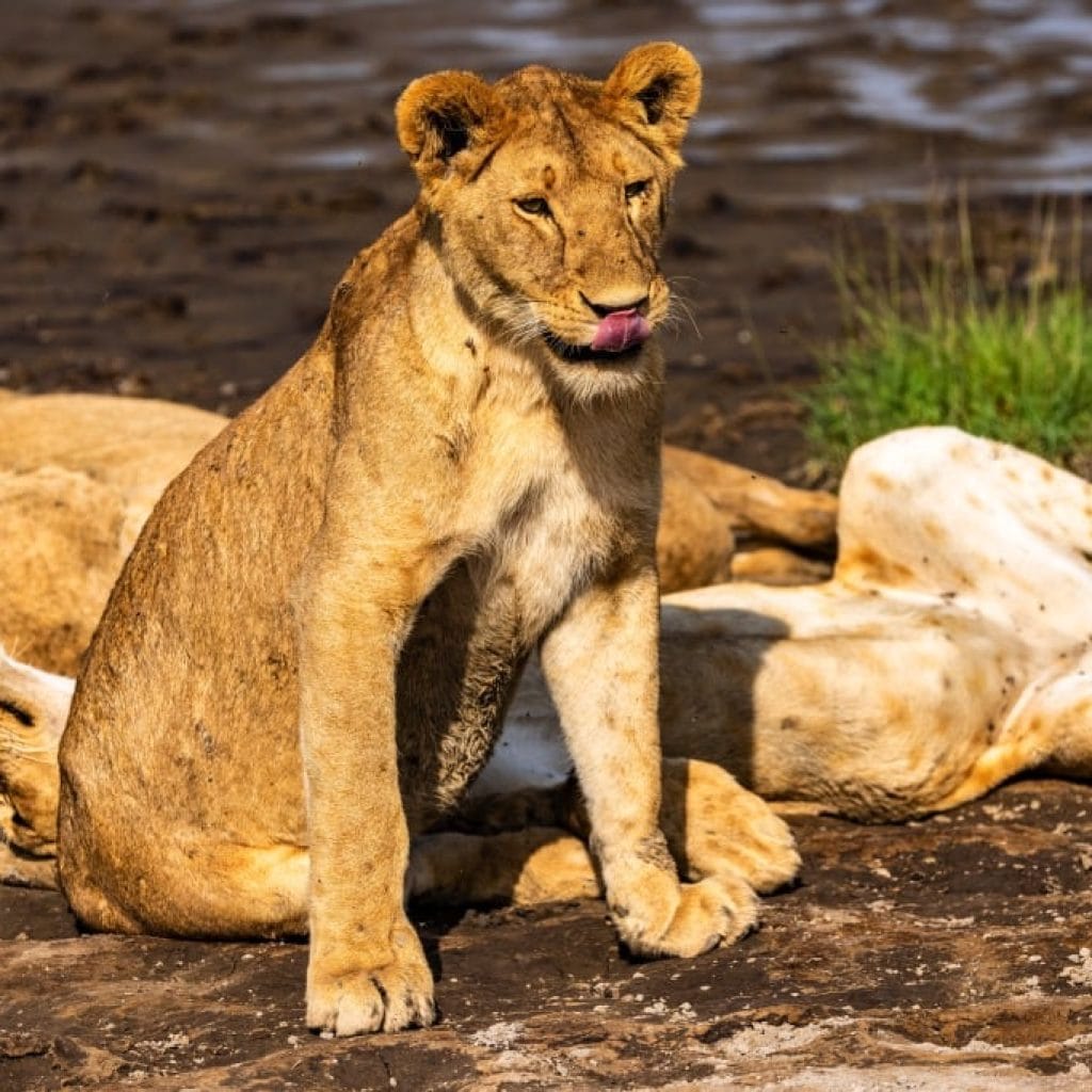 9 Days   Drive in Fly out Hyena Safari + Zanzibar