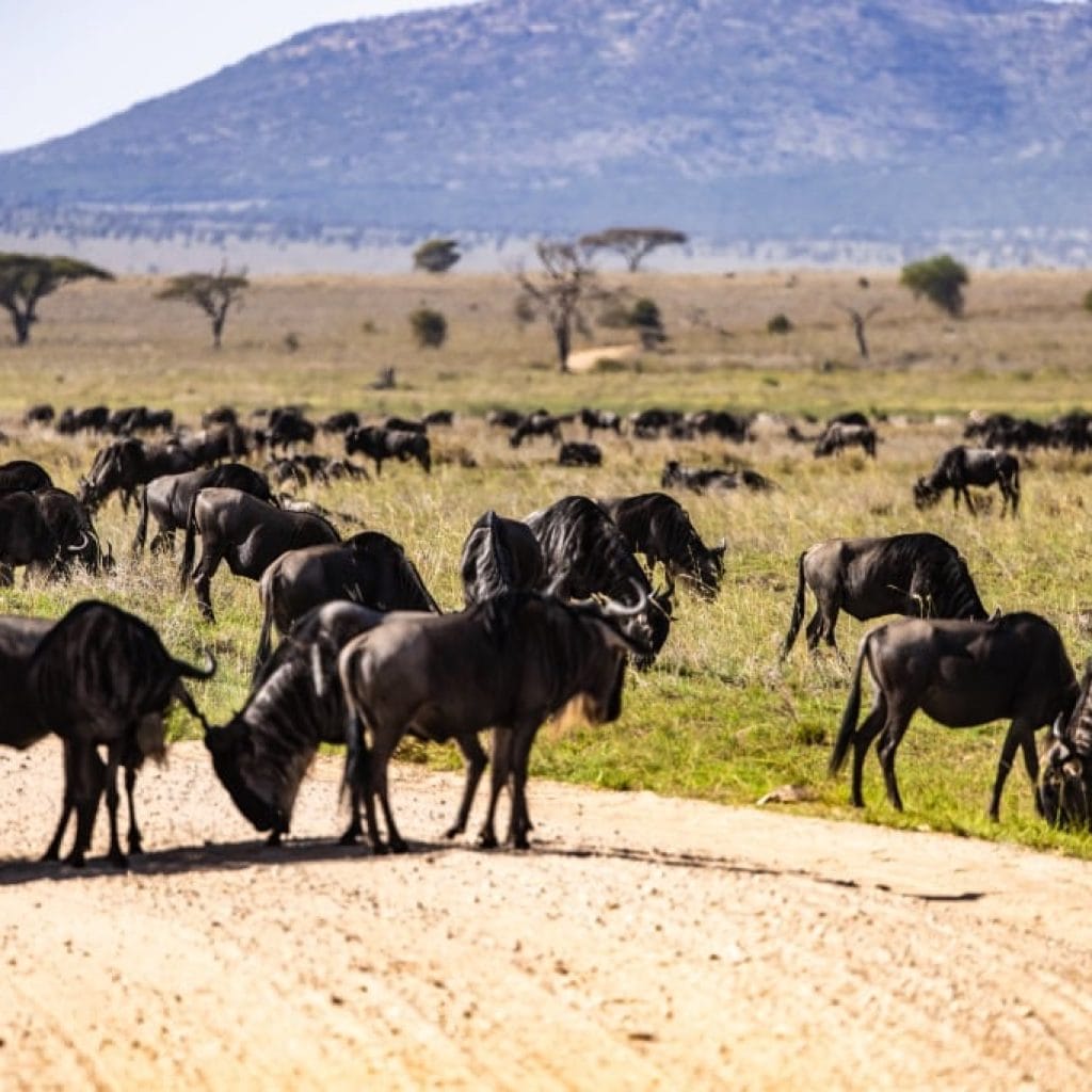 9 Days   Drive in Fly out Hyena Safari + Zanzibar