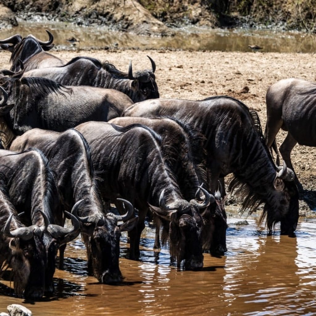 9 Days   Drive in Fly out Hyena Safari + Zanzibar