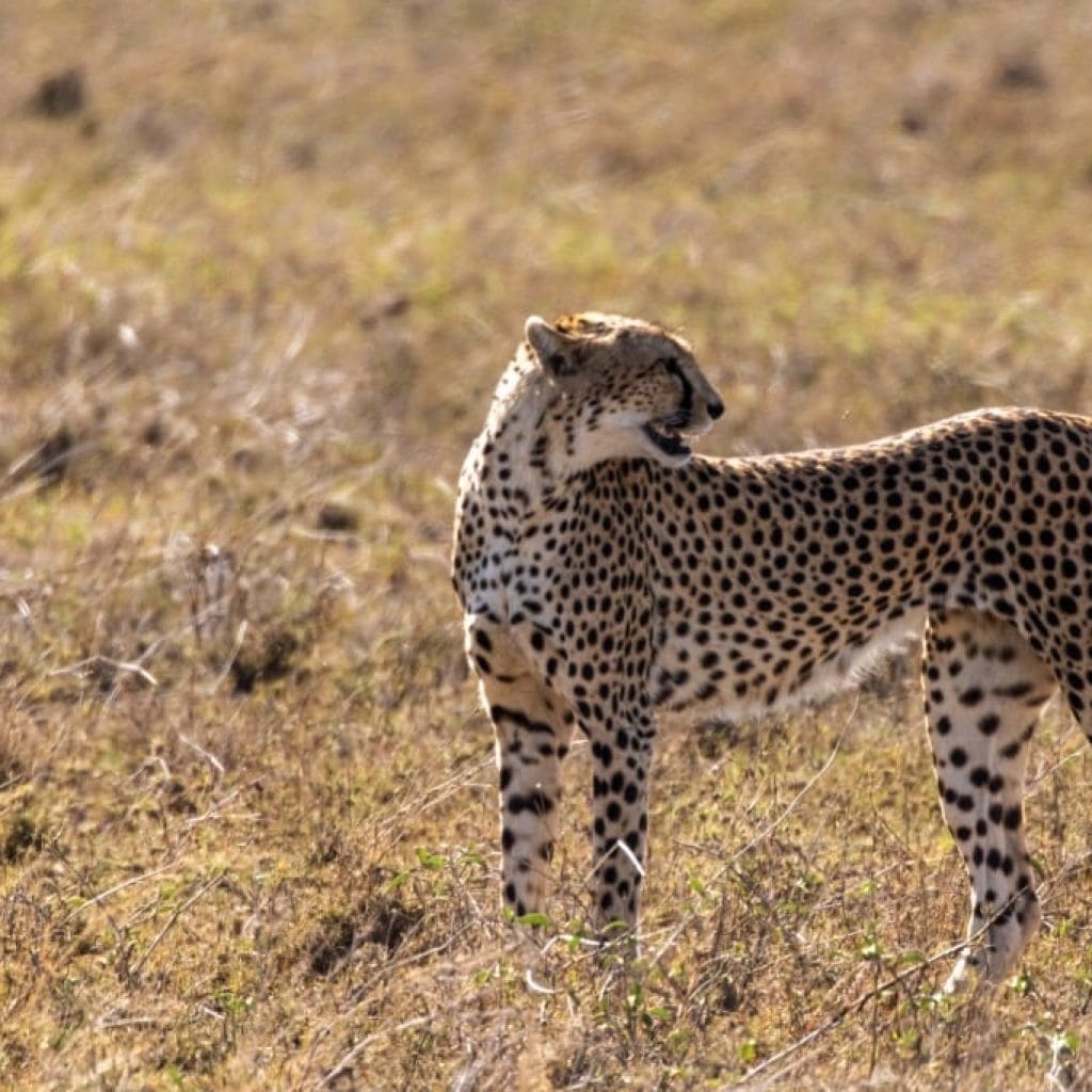 9 Days   Drive in Fly out Hyena Safari + Zanzibar