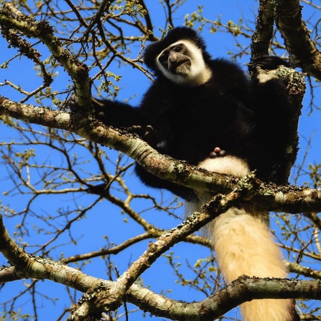 Arusha National Park 5 days Family Safari