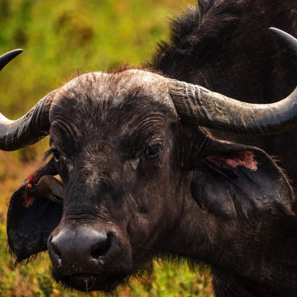 Arusha National Park 5 days Family Safari