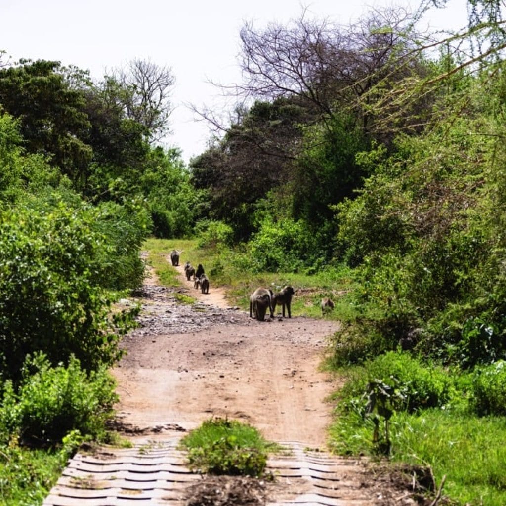 Lake Manyara National Park 5 days Family Safari