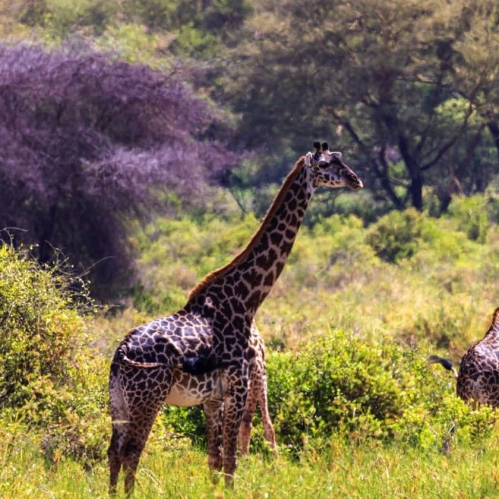 Lake Manyara National Park 5 days Family Safari