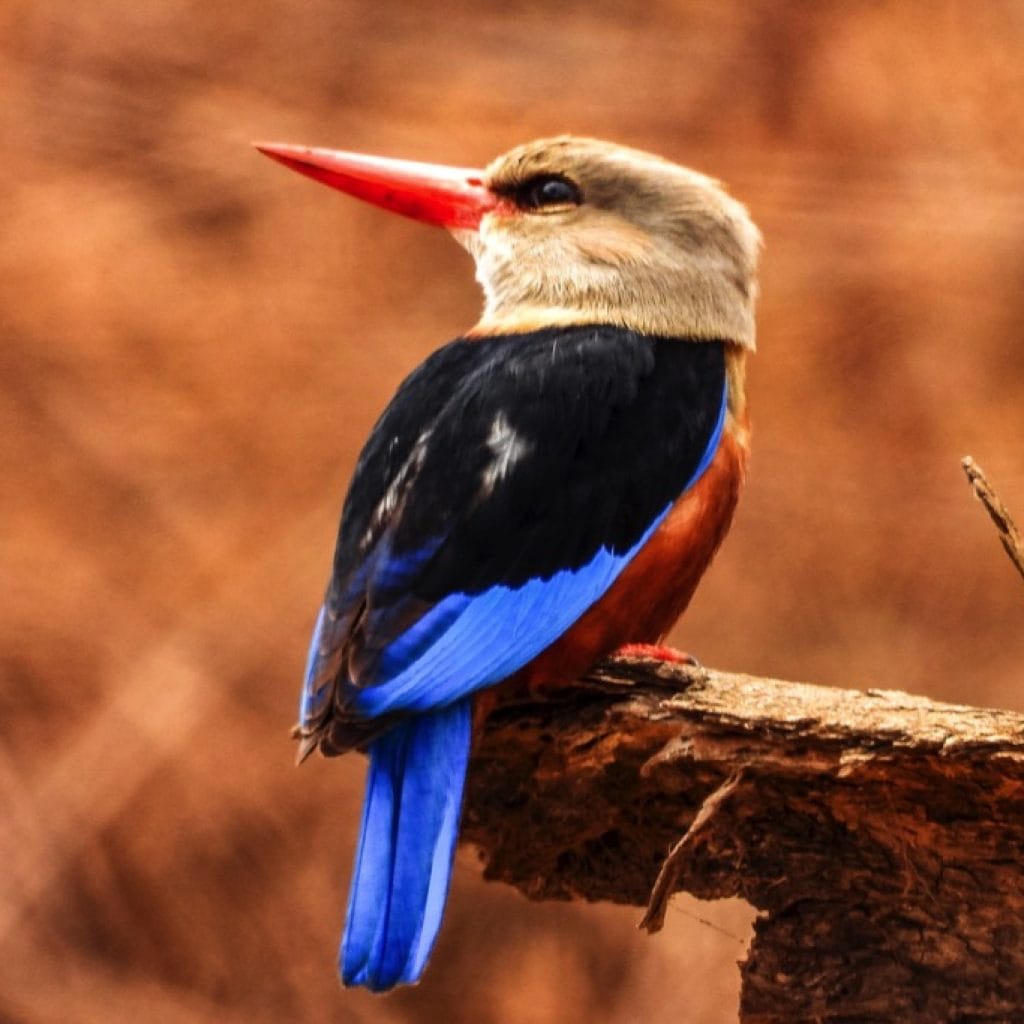 Lake Manyara National Park 9 days Photographer Safari