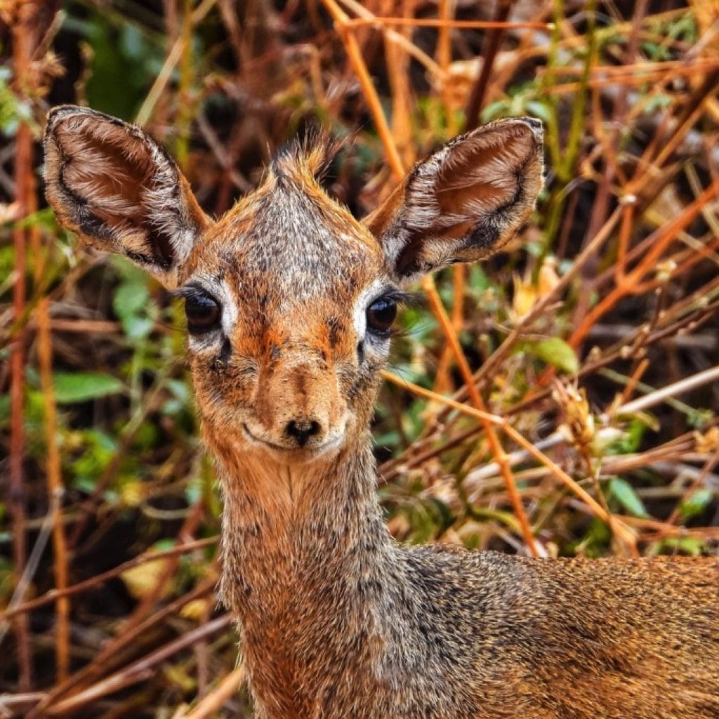 Lake Manyara National Park 9 days Photographer Safari