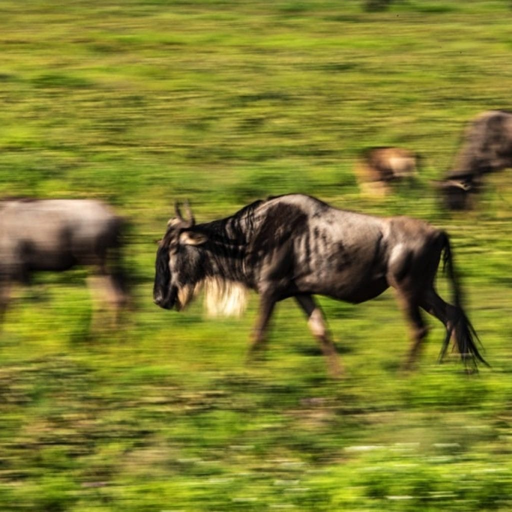 Ndutu Area 7 days Migration Safari