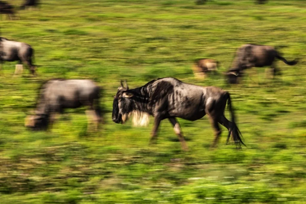 Ndutu Area 7 days Migration Safari