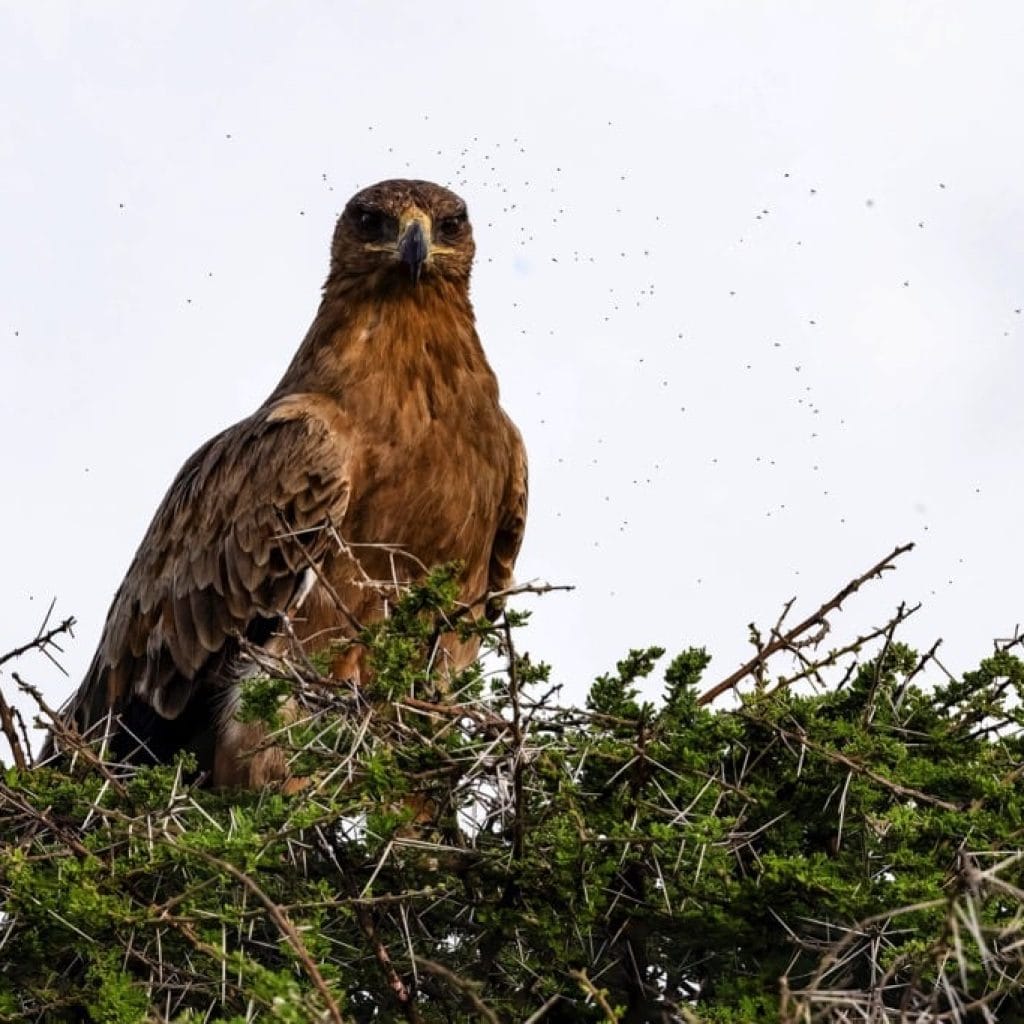 Ndutu Area 7 days Migration Safari