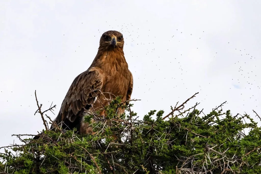 Ndutu Area 7 days Migration Safari
