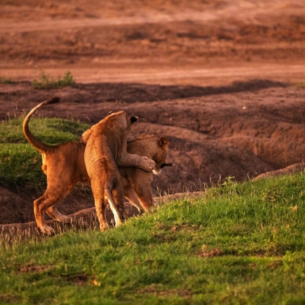 Ndutu Area 7 days Migration Safari