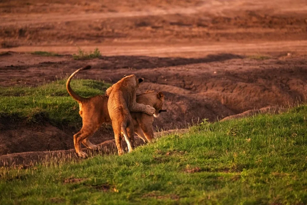Ndutu Area 7 days Migration Safari