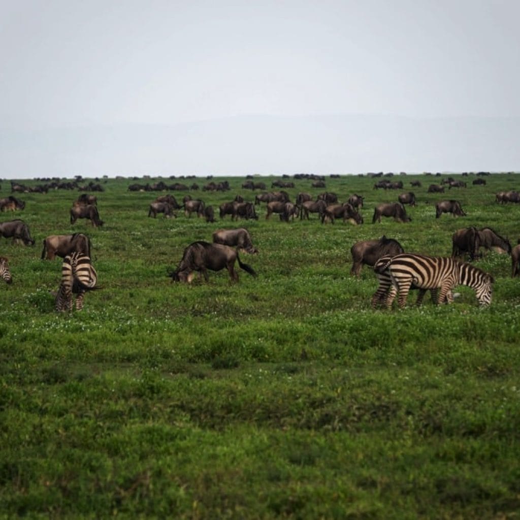 Ndutu Area 7 days Migration Safari