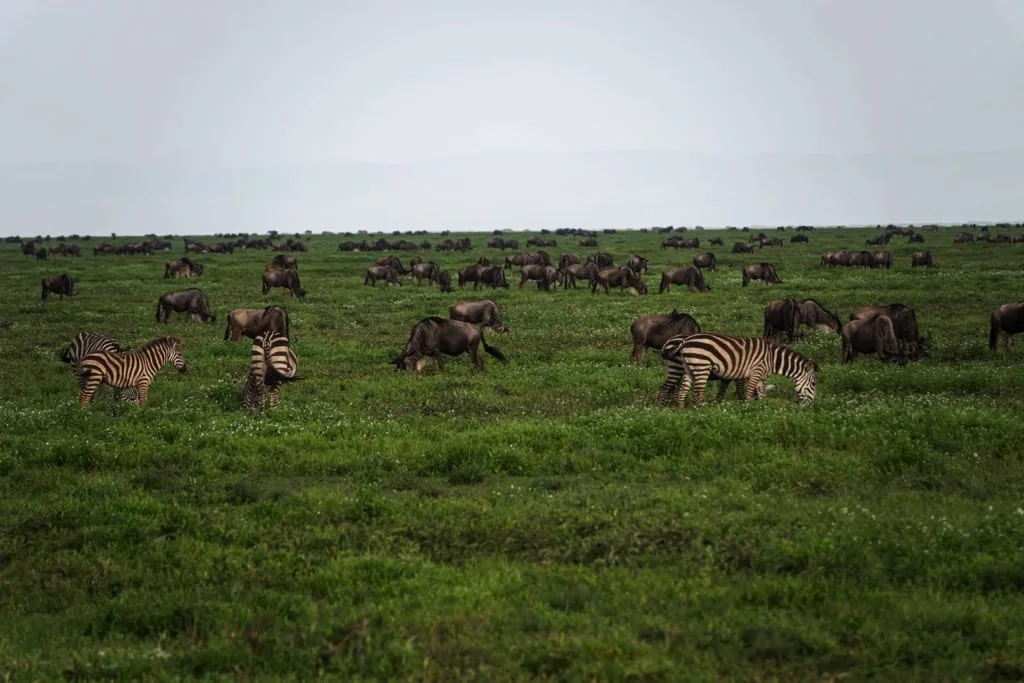 Ndutu Area 7 days Migration Safari