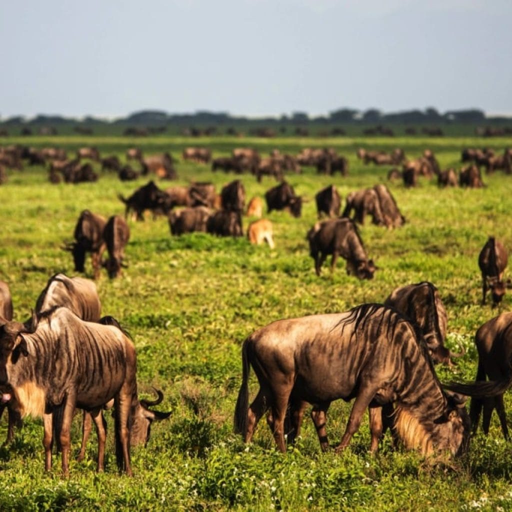 Ndutu Area 7 days Migration Safari