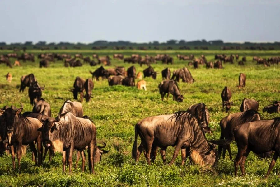 Ndutu Area 7 days Migration Safari