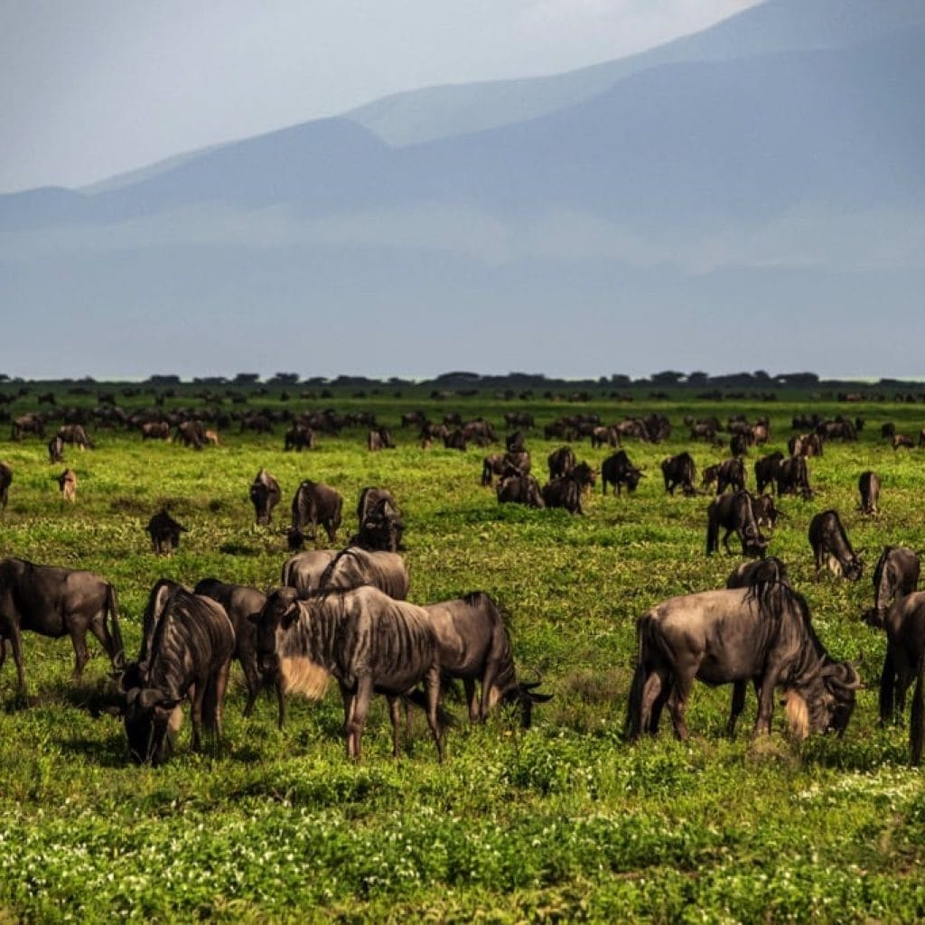 Ndutu Area 7 days Migration Safari