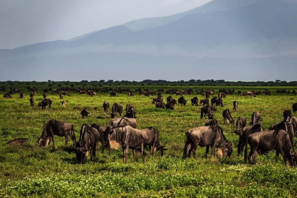 Ndutu Area 7 days Migration Safari