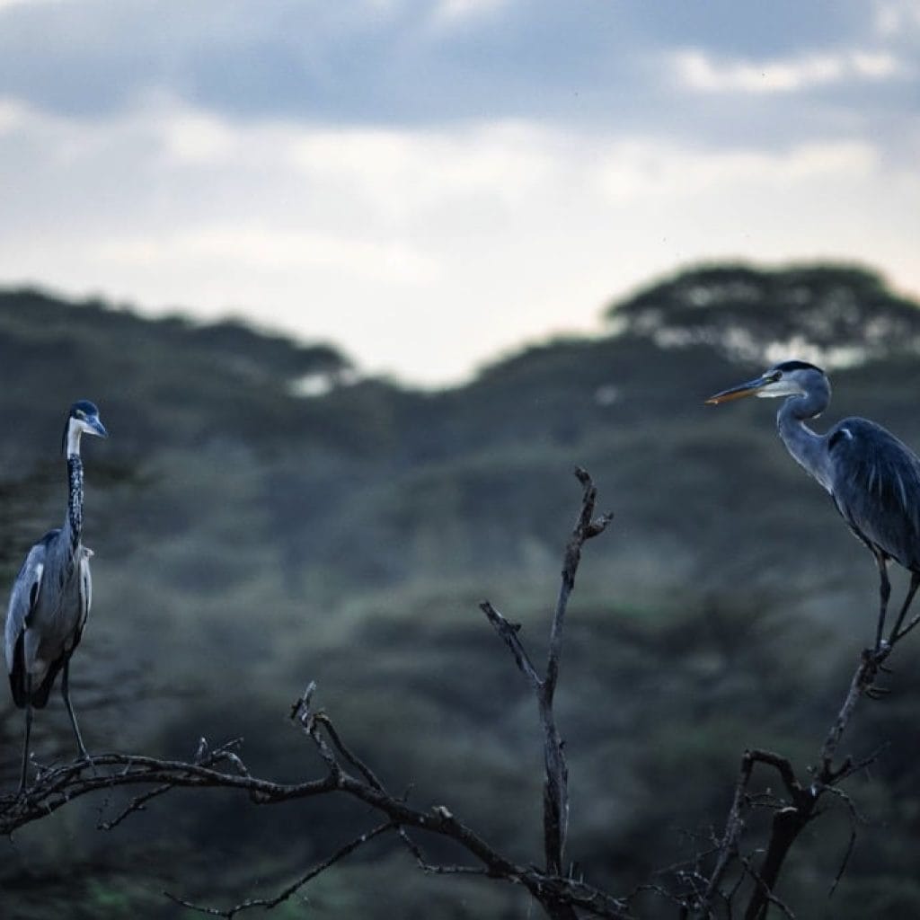 Ndutu Area 7 days Migration Safari