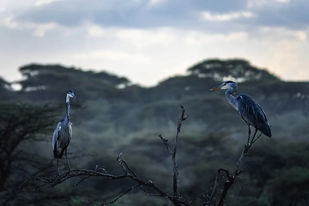 Ndutu Area 7 days Migration Safari