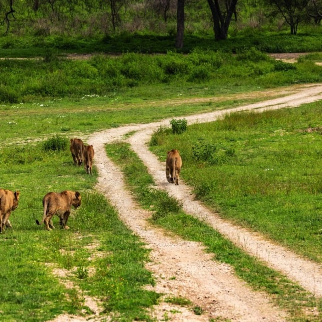 Ndutu Area 7 days Migration Safari
