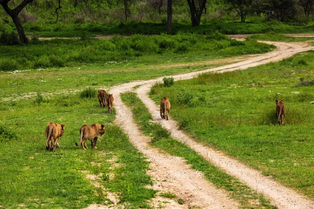 Ndutu Area 7 days Migration Safari