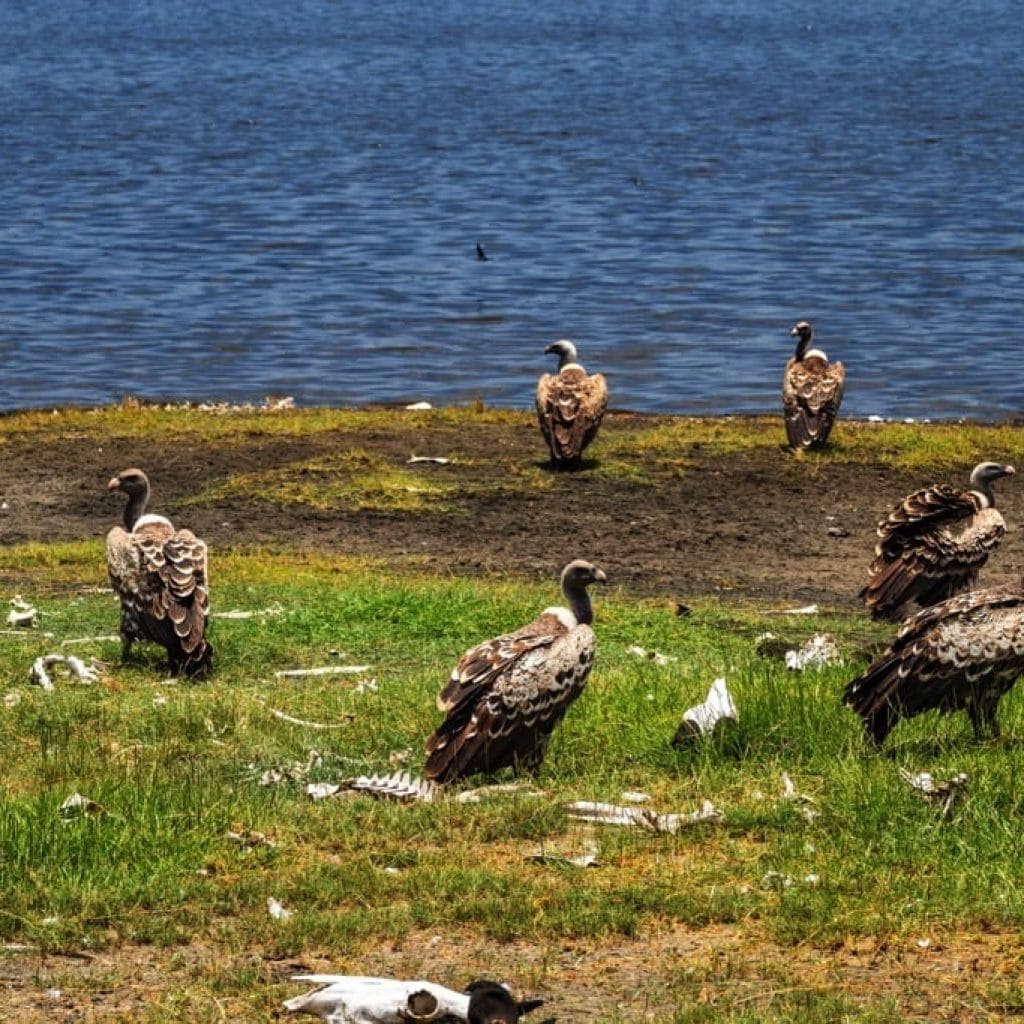 Ndutu Area 7 days Migration Safari