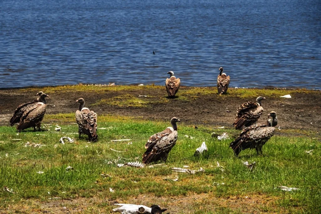 Ndutu Area 7 days Migration Safari