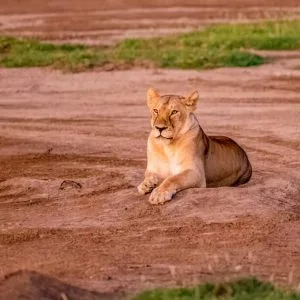 13 Tage – Drive-in-Fly-out-Safari zur südlichen Migration + Sansibar