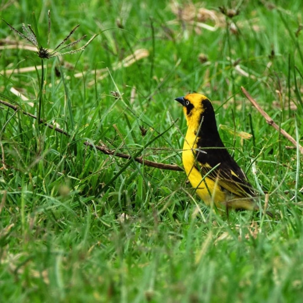Ngorongoro Crater 5 days Family Safari