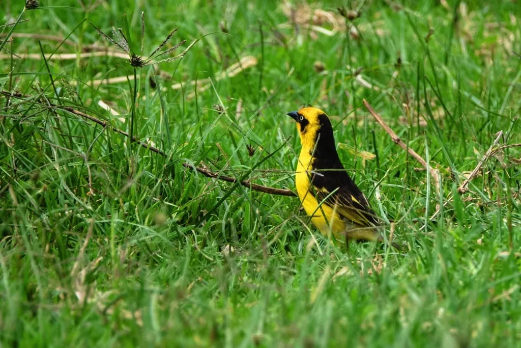 Ngorongoro Crater 5 days Family Safari