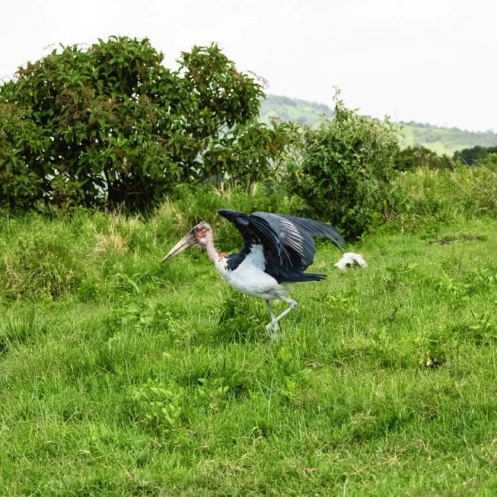 Ngorongoro Crater 6 days Founders Safari