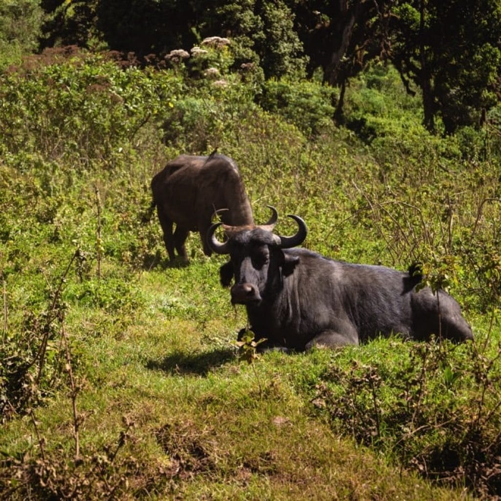 Ngorongoro Crater 6 days Founders Safari
