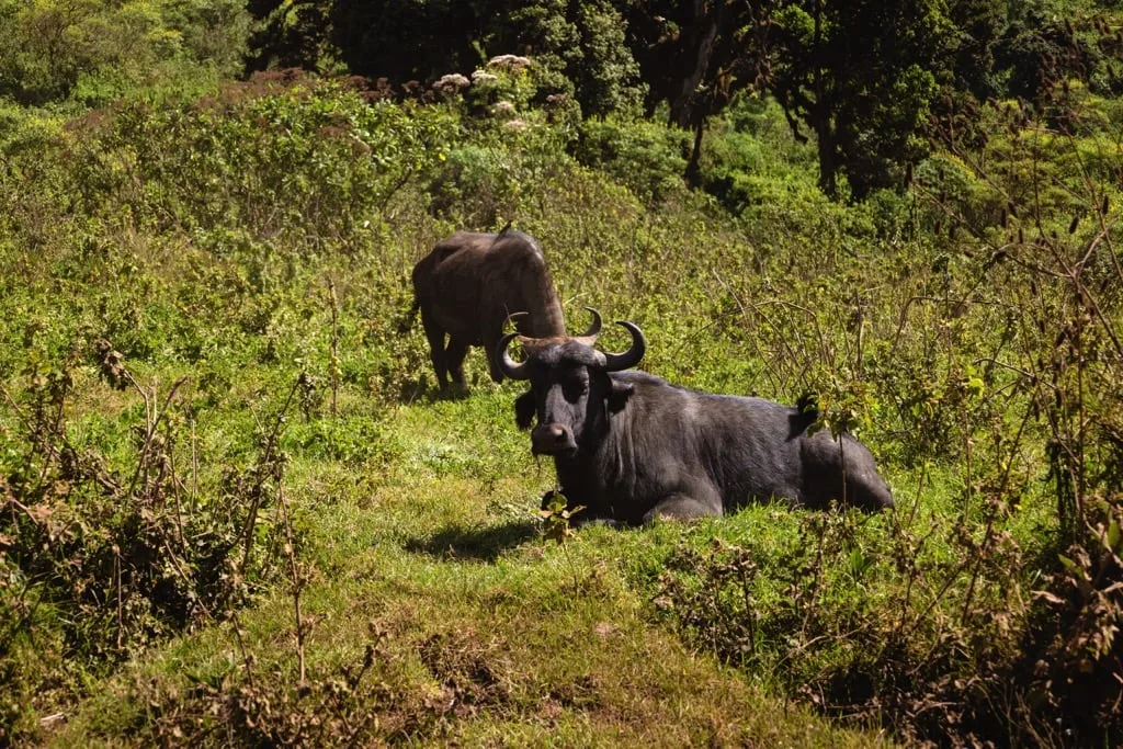 Ngorongoro Crater 6 days Founders Safari