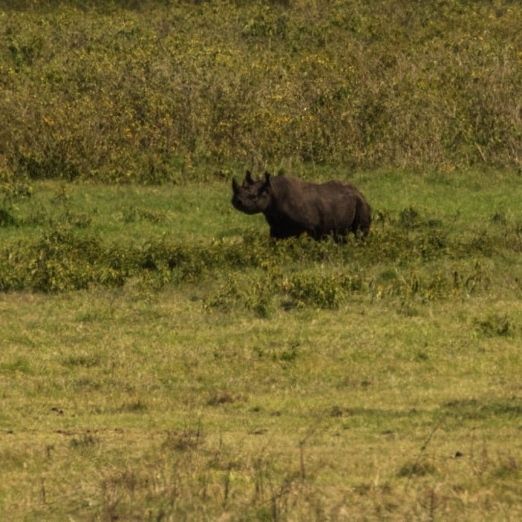 Ngorongoro Crater 6 days Founders Safari