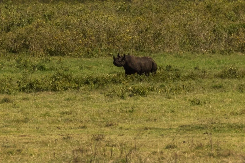 Ngorongoro Crater 6 days Founders Safari