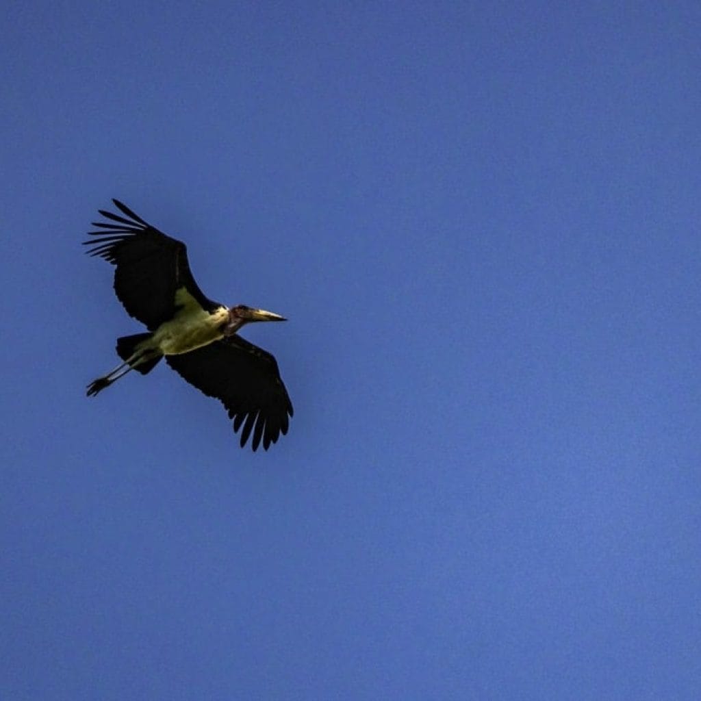 Ngorongoro Crater 6 days Signature Safari