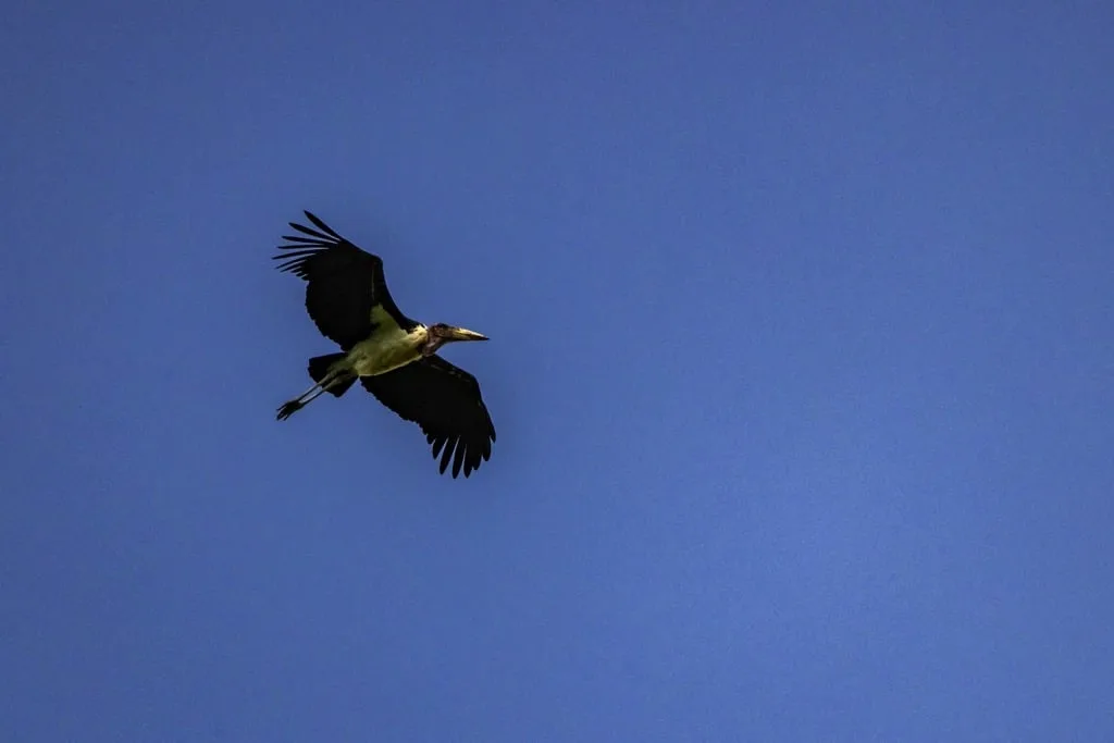 Ngorongoro Crater 6 days Signature Safari