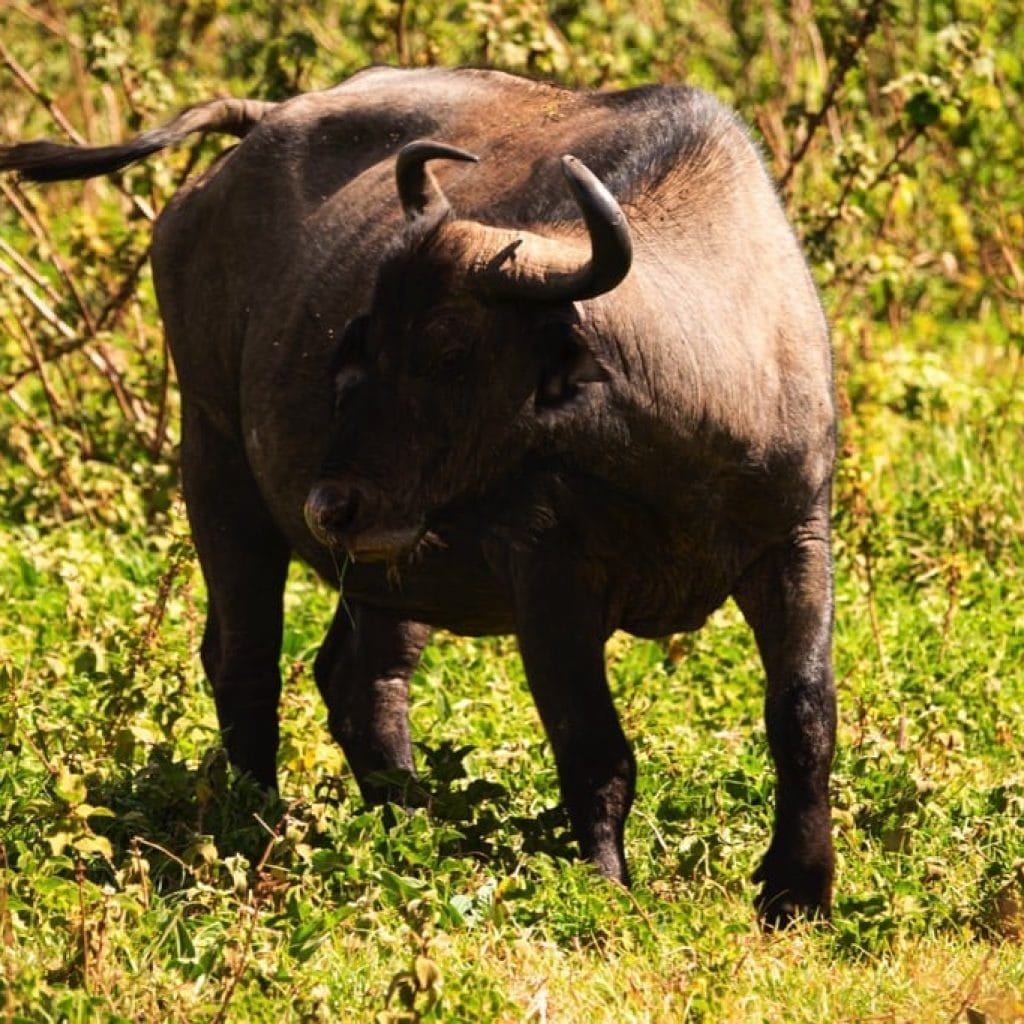 Ngorongoro Crater 6 days Signature Safari