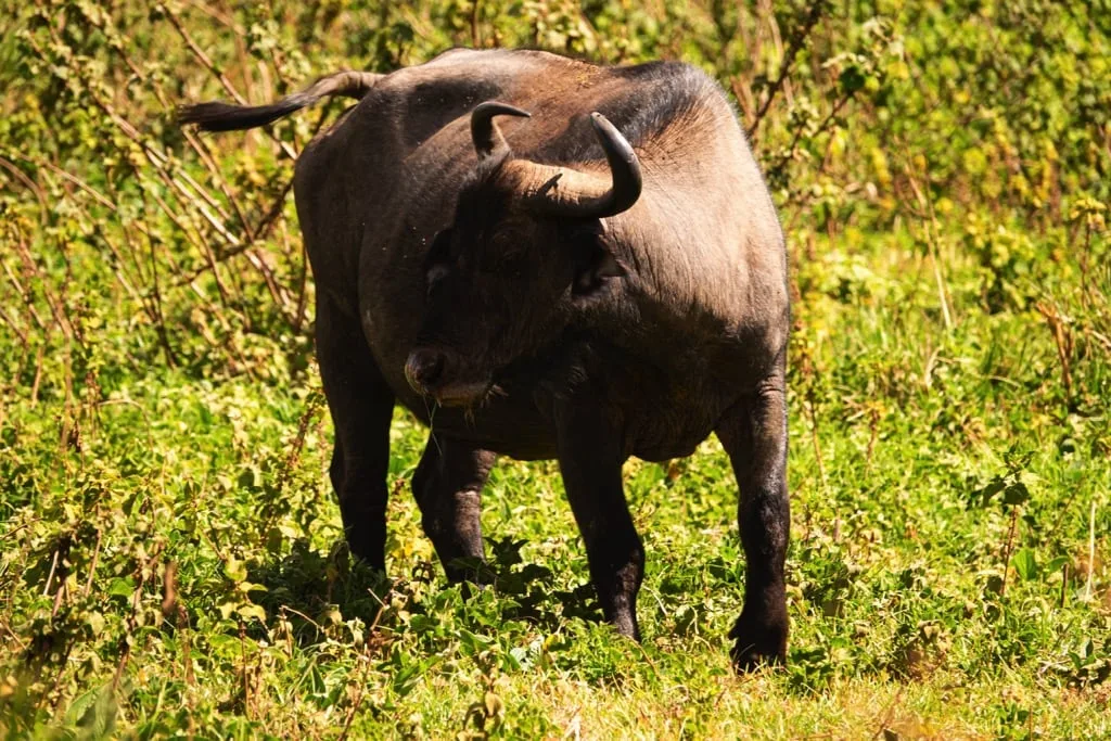Ngorongoro Crater 6 days Signature Safari