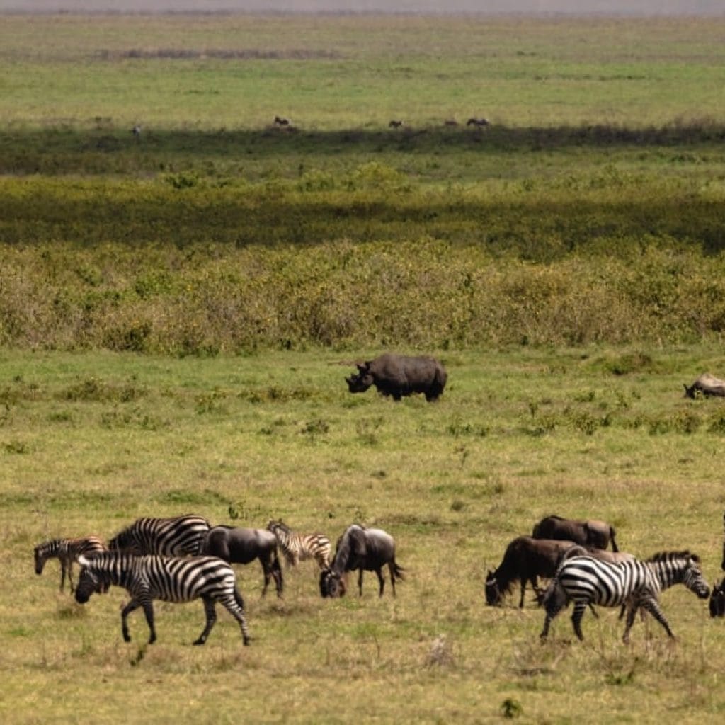 Ngorongoro Crater 6 days Signature Safari