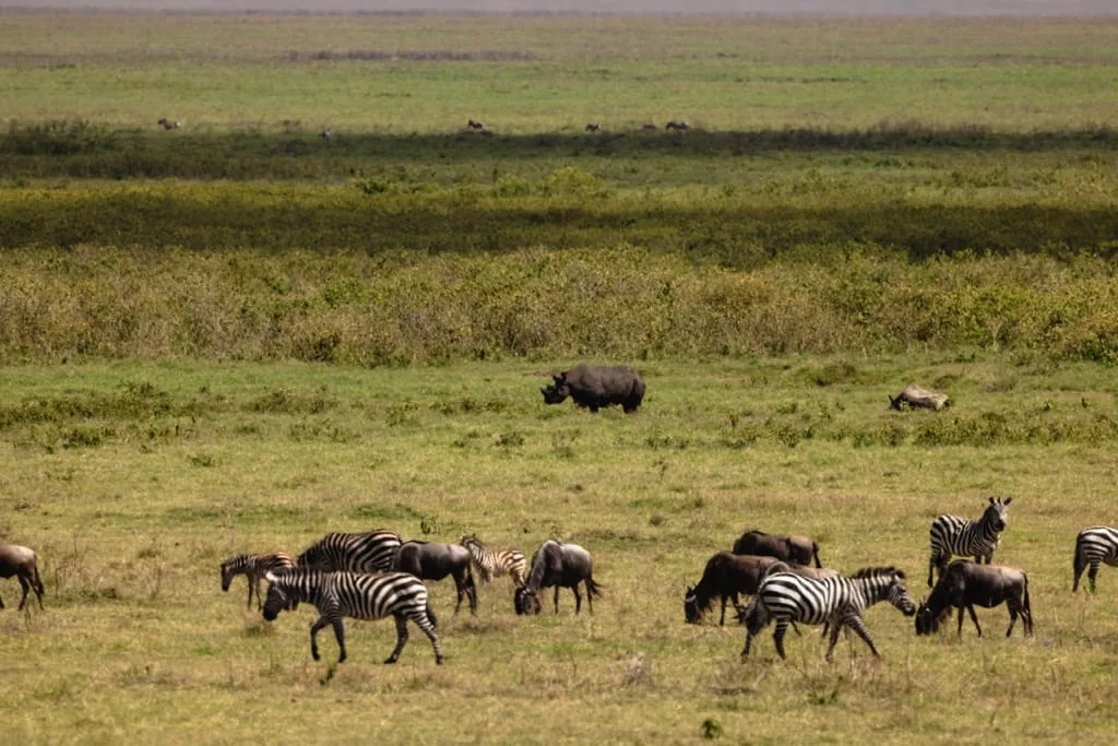 Ngorongoro Crater 6 days Signature Safari