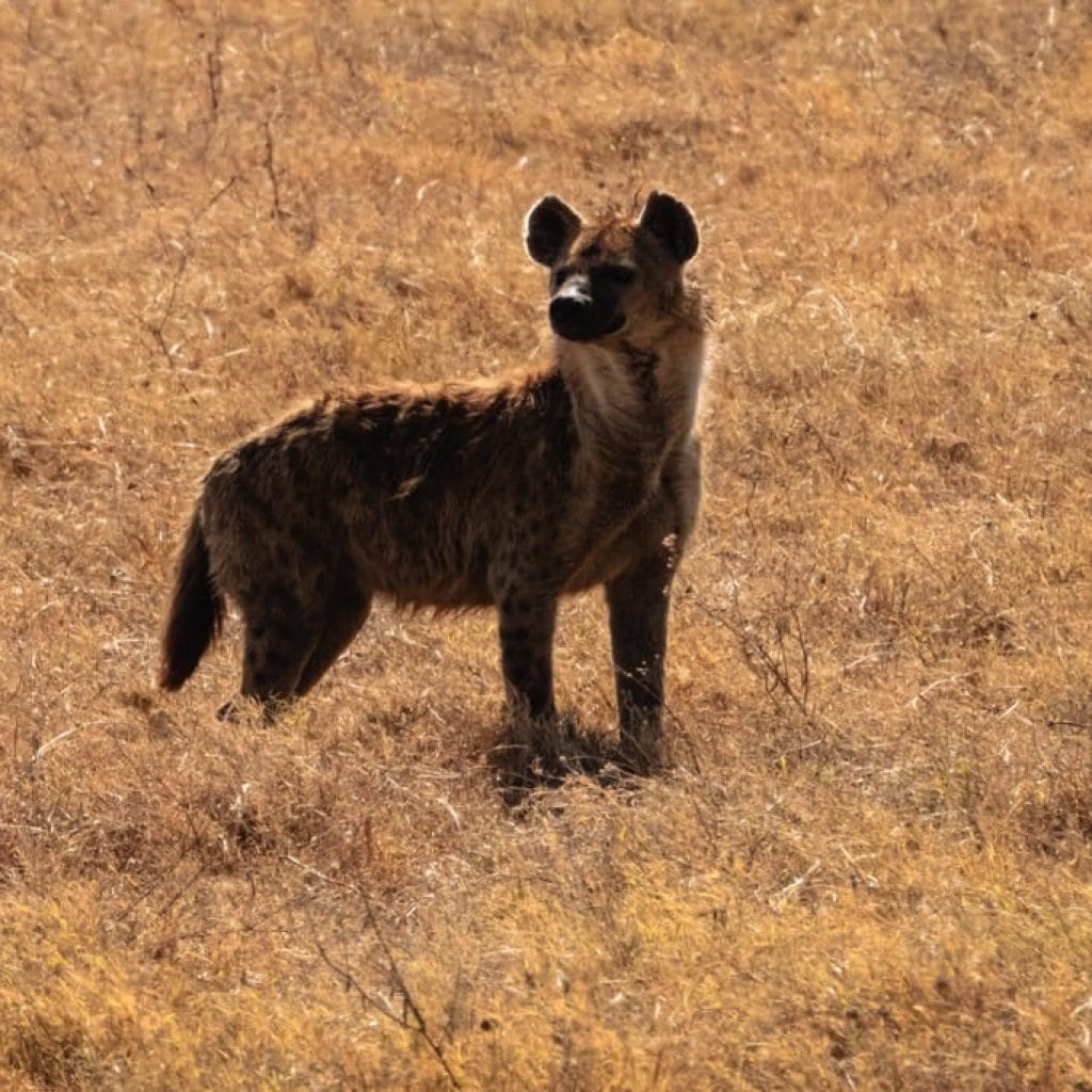 Ngorongoro Crater 7 days Baobab Safari